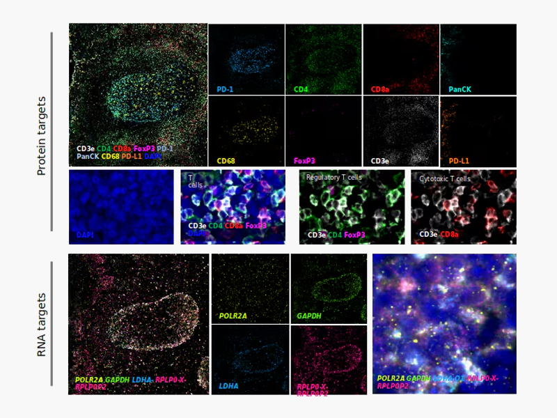 1742532904_ISH assay_data.jpg