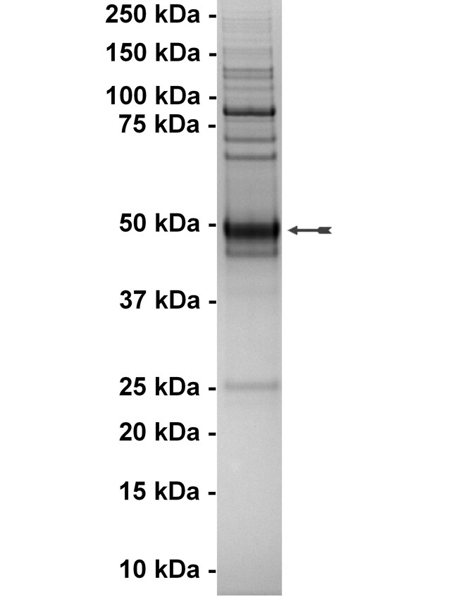 gel 14-512 Axl 232127.JPG-650.jpg