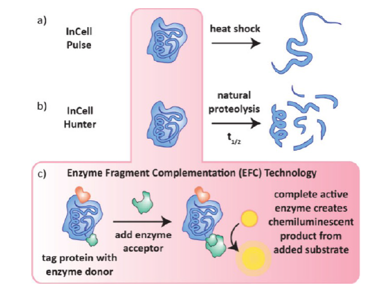 [신약개발 서비스 12월 리포트] 신약개발 가속화를 위한 새로운 전략, Target Engagement Assay를 만나보세요.
