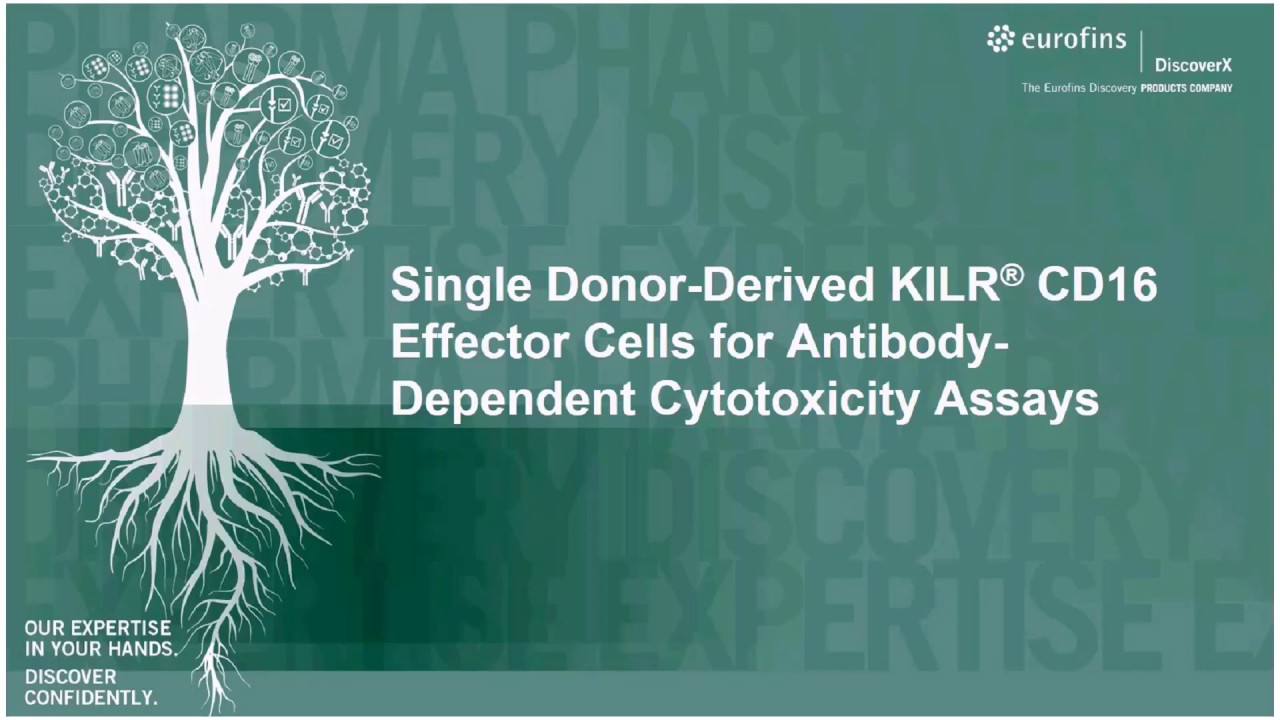 Single Donor-derived KILR CD16 Effector Cells for ADCC & TCR Applications