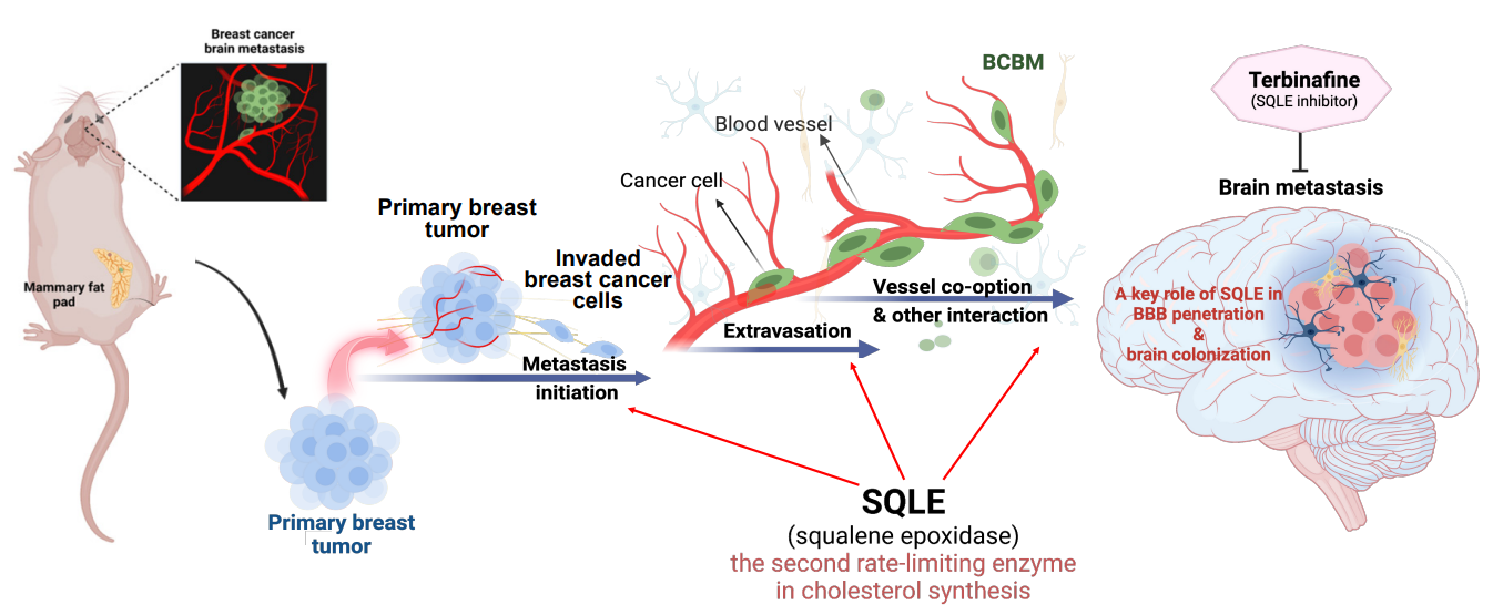 [Poster] Targeting Squalene Epoxidase for Breast Cancer Brain Metastasis: The Evaluation of a New Therapeutic Target for Brain Extravasation and Colonization Using Animal Models