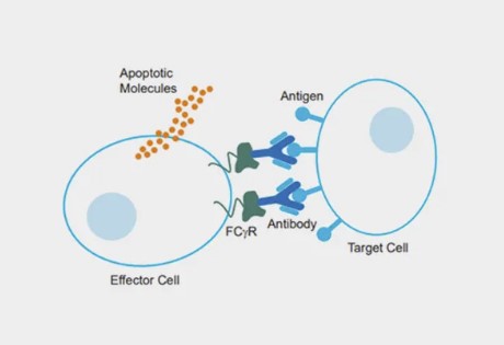 DiscoverX Cytotoxicity CD16 Effector Cells