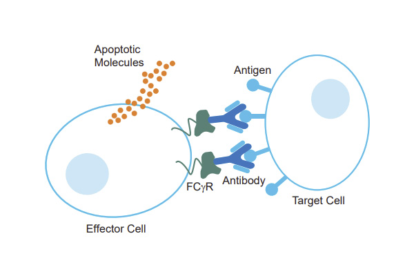 [Manual] KILR® CD16 Effector Cells User Manual