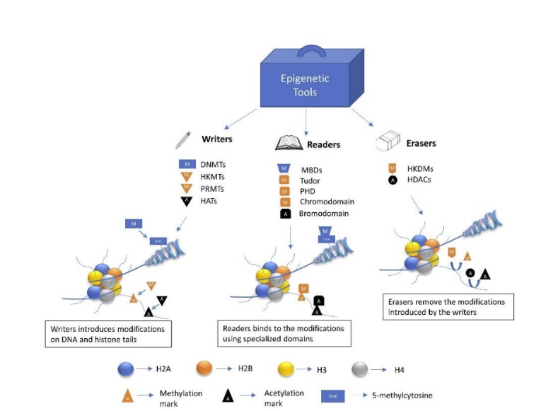 [Poster] A Comprehensive Helicase Offer to Expand Drug Discovery Horizons from Hit Finding to Lead Optimization 
