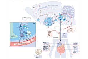 [신약개발 서비스 5월 리포트] GPCR Biased Signaling 분석을 위한 Functional Assay 전략