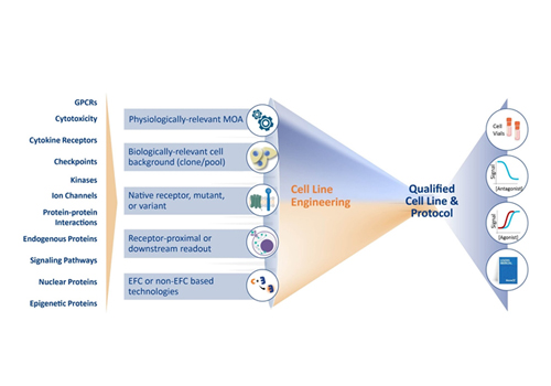 Cell line 제작 서비스 