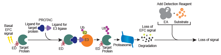 Protein Turnover Assays