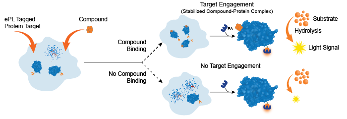 Cell-based Target Engagement