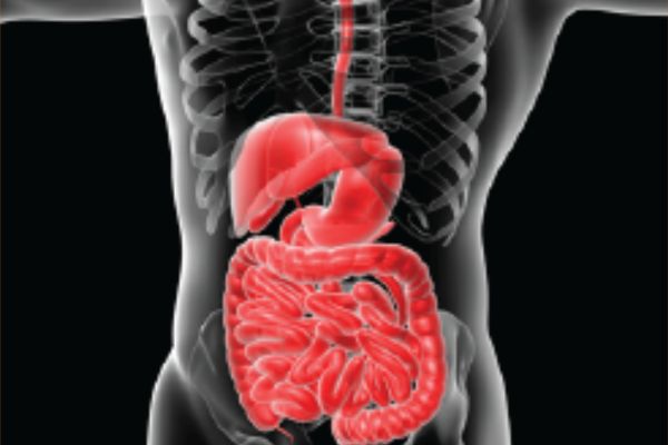 Gastrointestinal and Renal in vivo models