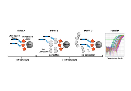 Kinase Binding Assay