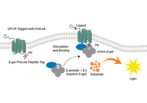GPCR Functional Assays