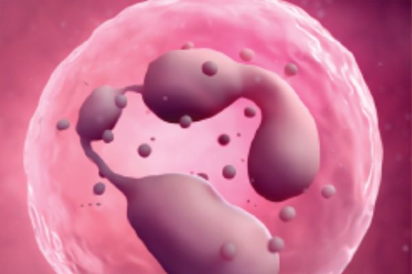 Inflammation and Allergy in vivo models