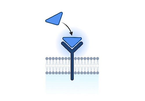 GPCR Binding Assays