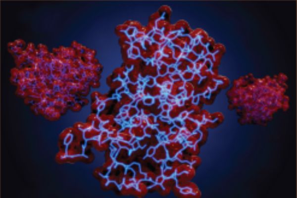 Metabolic in vivo models