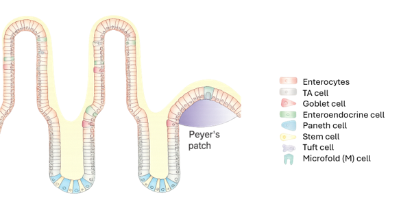 Gastrointestinal Toxicology 