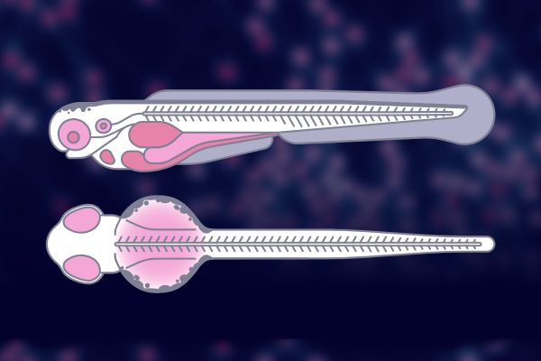 ZBEscreen Zebrafish Screen