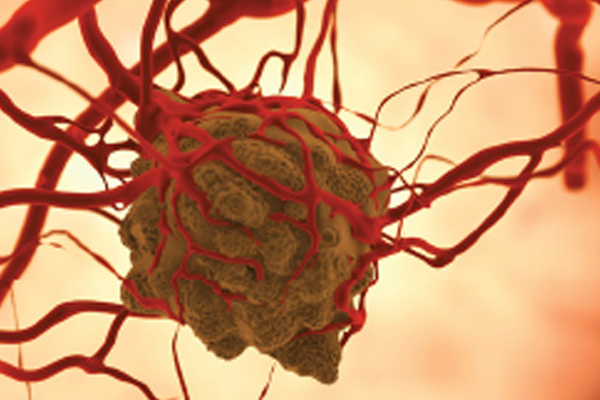 Oncology in vivo models