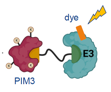 Ternary Complex Formation