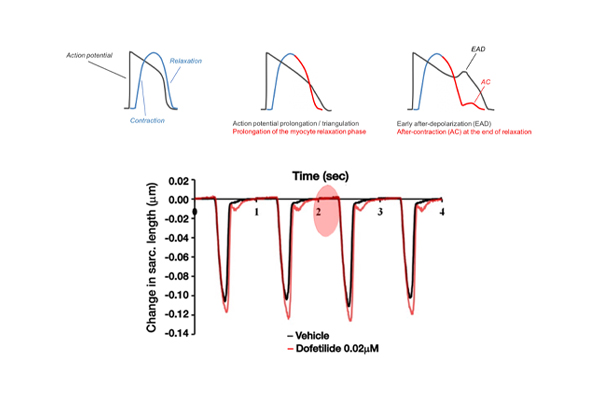 Cardiovascular Disease ex vivo service