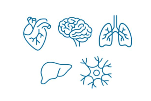 Organ toxicity ex vivo service