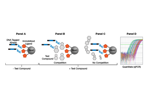 SH2 Domain Binding Assays