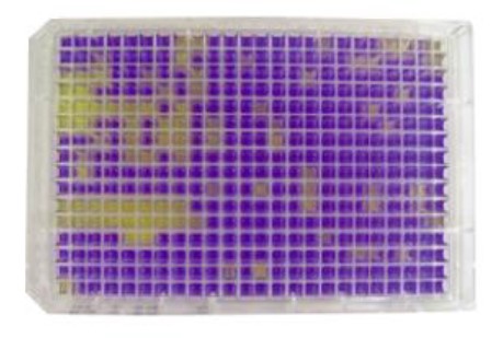 in vitro Toxicology
