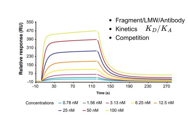 SPR (Surface Plasmon Resonance)