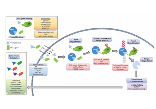 E3 Ligase Binding Assay
