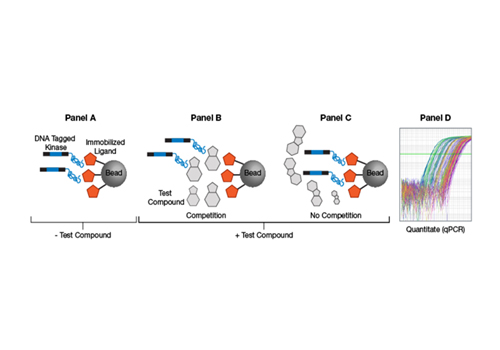 Apoptosis Assays(BCL2scan)